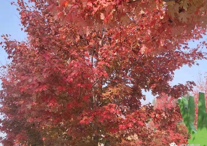 临颍：后花园的红叶又红了，成为当地居民的秋天打卡首选之地