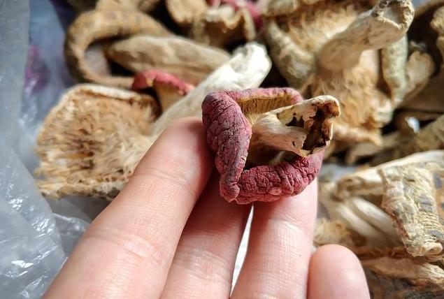 野生蘑菇，秦巴大山里的美味牛肝菌｜红菇，有钱也很难买得到