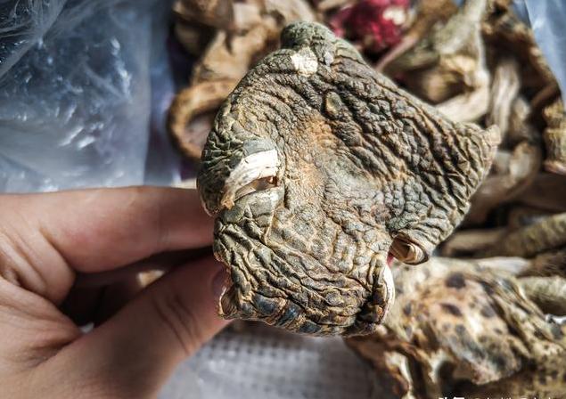 野生蘑菇，秦巴大山里的美味牛肝菌｜红菇，有钱也很难买得到