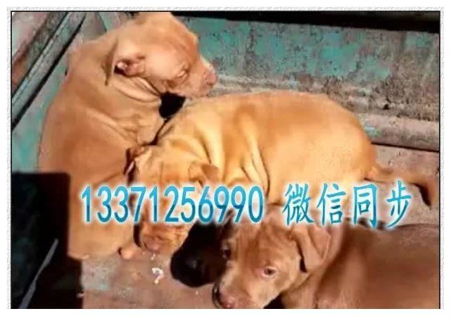 比特犬选购知识：比特犬优缺点介绍，比特犬喂养方法