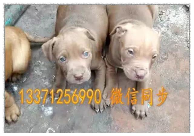 比特犬选购知识：比特犬优缺点介绍，比特犬喂养方法