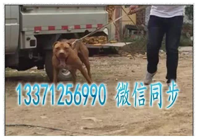 比特犬选购知识：比特犬优缺点介绍，比特犬喂养方法