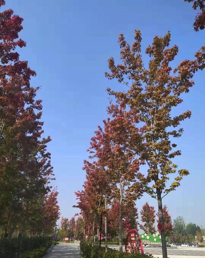 临颍：后花园的红叶又红了，成为当地居民的秋天打卡首选之地