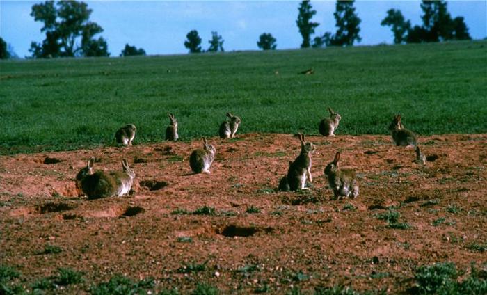 继野兔后，澳大利亚又有三个物种泛滥，澳网友：还不如泛滥熊猫呢