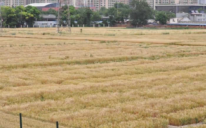 北京市区“唯一”麦田，价值上百亿，网友：这小麦价值堪比金条啊