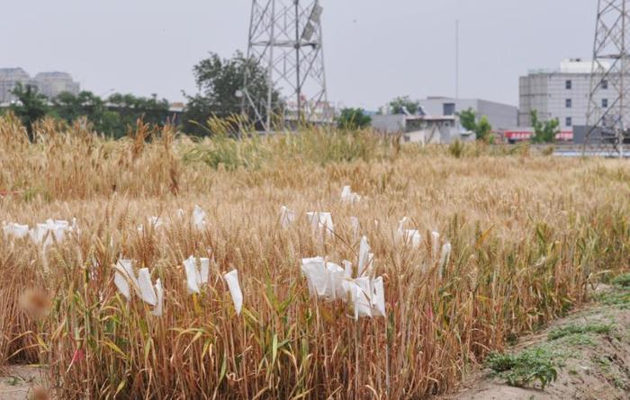 北京市区“唯一”麦田，价值上百亿，网友：这小麦价值堪比金条啊