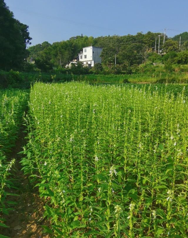 安徽太湖：山乡秋色惹人醉