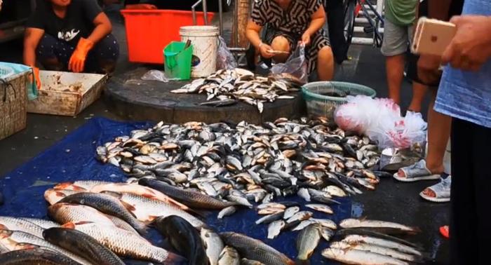 天津早市六点卖海鲜，开海后的海货肥美新鲜，价格你觉得如何