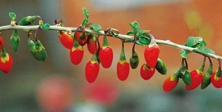 我国种植了哪些辣椒？18种辣椒（配图）看你那边种植了几种？