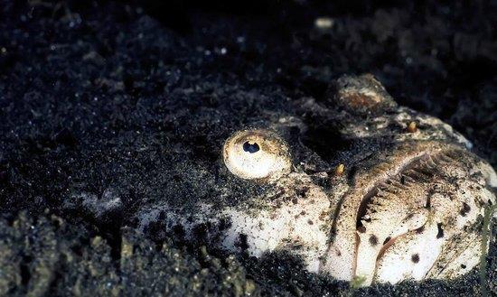 神秘的观星鱼，它能否观星测命？