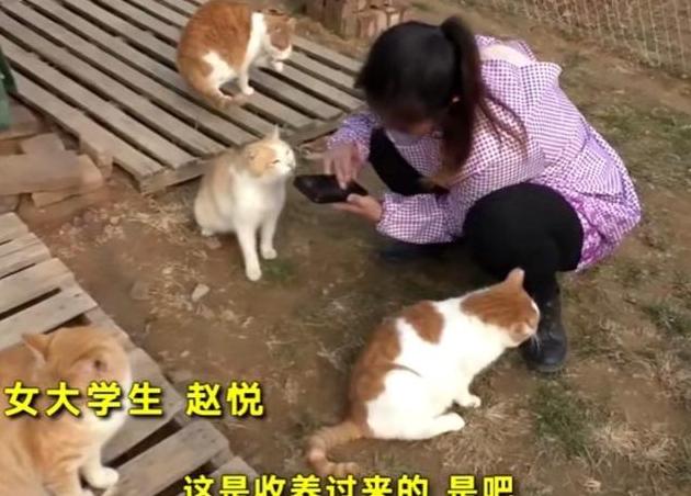 女大学生毕业后收养上百只流浪猫，过年也不离开毛孩子们