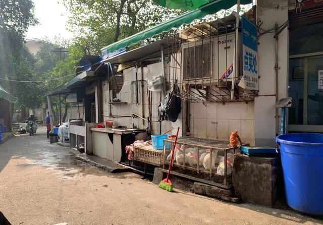 你怎么看自贡超火的厕所兔？