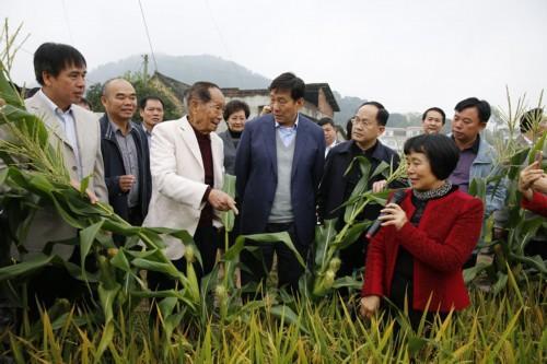 杂交水稻袁隆平：华夏大地的出彩中国人