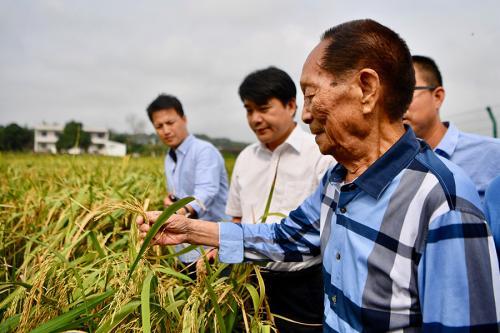 杂交水稻袁隆平：华夏大地的出彩中国人