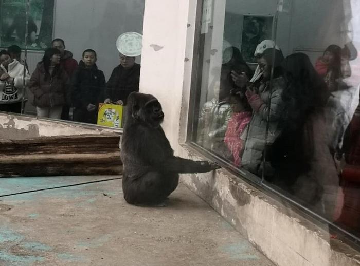 大猩猩尼寇：郑州市动物园的镇园之宝