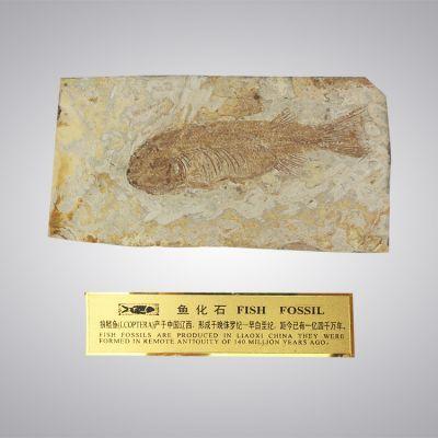狼鰭魚（Lycoptera）化石・5-10・29g（中国産化石標本） - 化石