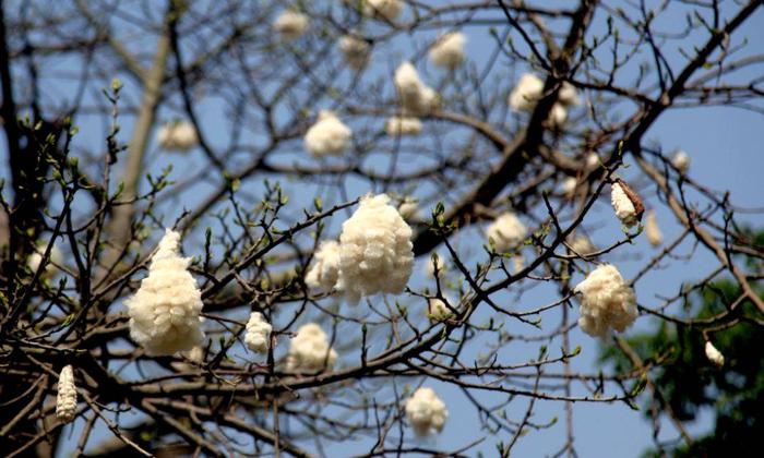 木棉树上挂着的棉铃漂亮又有趣，但千万别扔，比一般棉花好上一倍