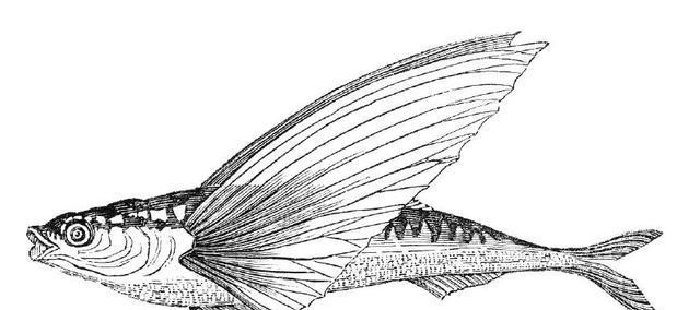 《山海经》记载的一种鱼，长着翅膀会飞还能发光，到底是什么？