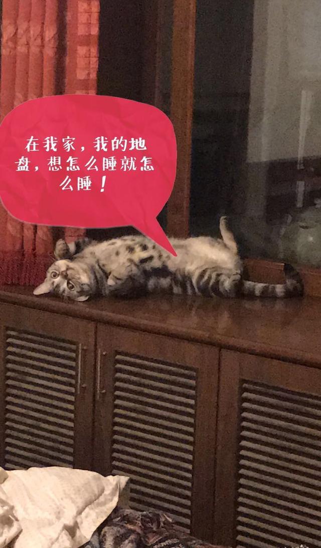 读猫心术，必备的11句喵星语！