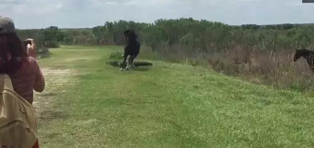 鳄鱼竟敢阻拦马群过路，领头马大力踩踏鳄鱼