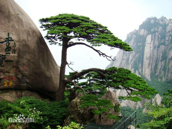 实拍：世界上最美的10棵树，第一棵已经被迷住了，中国也有一棵