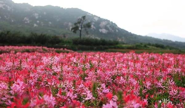 姚李毅话烟台：海上仙山之祖昆嵛山