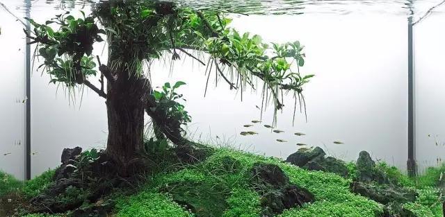 水草缸雨林缸造景：30天拥有一颗水中的榕树！