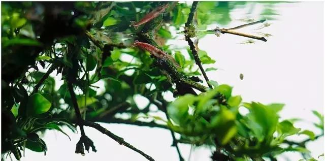 水草缸雨林缸造景：30天拥有一颗水中的榕树！