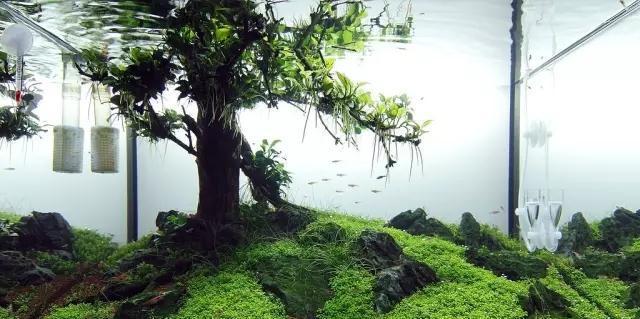 水草缸雨林缸造景：30天拥有一颗水中的榕树！