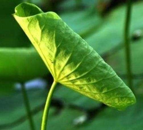 高尿酸的“天敌”来了, 每天坚持吃, 尿酸平稳不升高