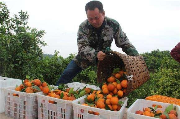 种植这种果树亩产7千斤，年赚15万，农民能信这样的种植项目吗