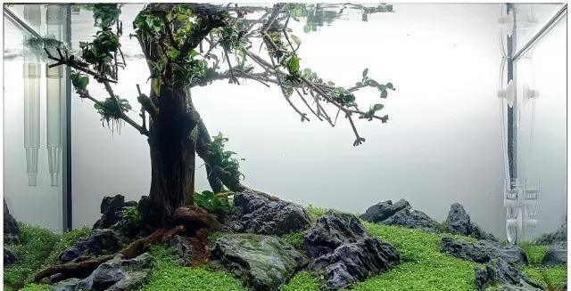 水草缸雨林缸造景：30天拥有一颗水中的榕树！