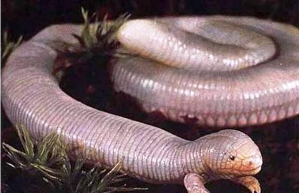 世界上唯一有脚的蛇, 五个脚趾两条腿一辈子都活在地下