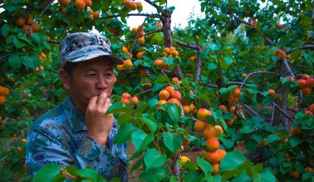 美哭！昆明轿子雪山杜鹃花近4年最盛，攻略在此，周末出发