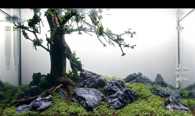 水草缸雨林缸造景：30天拥有一颗水中的榕树！