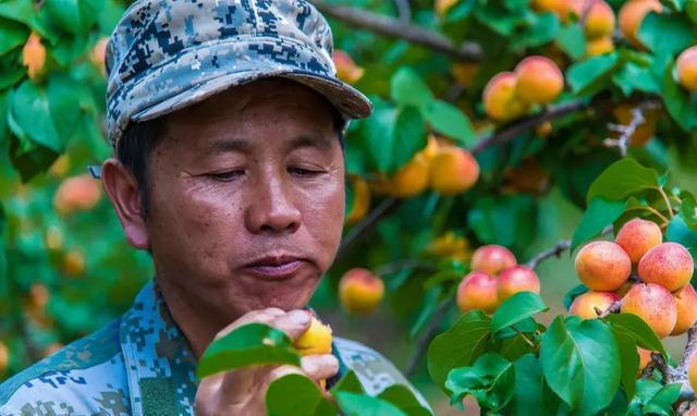 美哭！昆明轿子雪山杜鹃花近4年最盛，攻略在此，周末出发