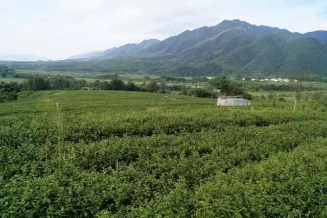 凤凰楼信息免费茶楼：传统茶香里的现代社交革命