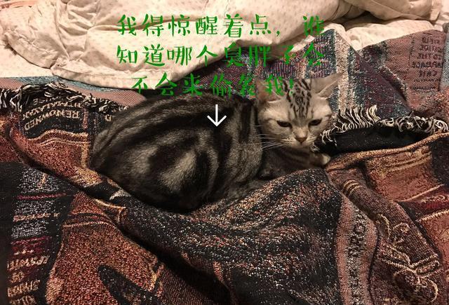 读猫心术，必备的11句喵星语！