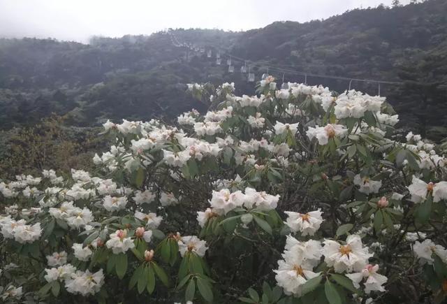 美哭！昆明轿子雪山杜鹃花近4年最盛，攻略在此，周末出发