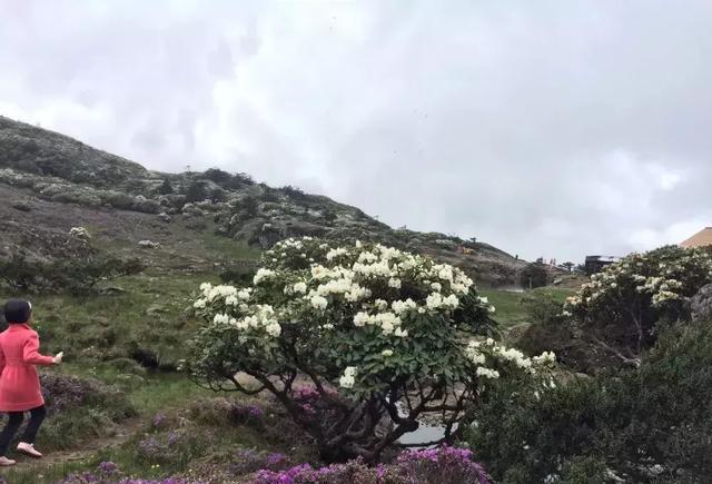 美哭！昆明轿子雪山杜鹃花近4年最盛，攻略在此，周末出发