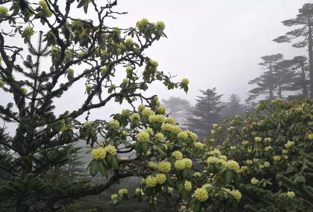 美哭！昆明轿子雪山杜鹃花近4年最盛，攻略在此，周末出发