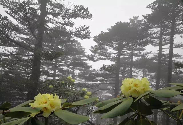 美哭！昆明轿子雪山杜鹃花近4年最盛，攻略在此，周末出发