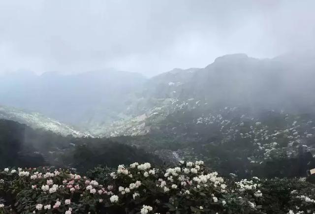 美哭！昆明轿子雪山杜鹃花近4年最盛，攻略在此，周末出发