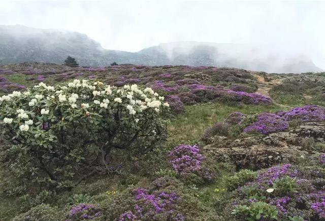 美哭！昆明轿子雪山杜鹃花近4年最盛，攻略在此，周末出发