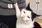 你给我买这个!奢侈猫表情包的完整故事在这里