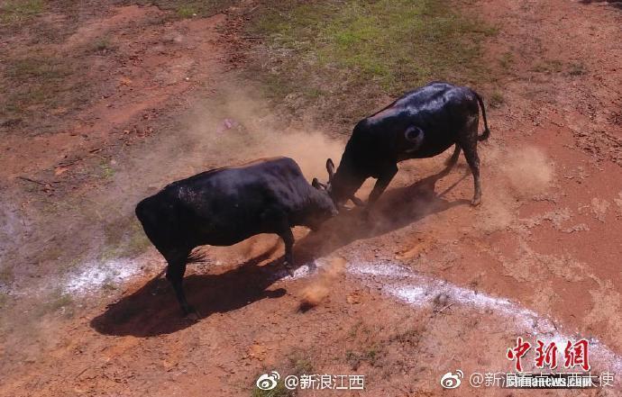 江西高安乡村斗牛现场 场面激烈