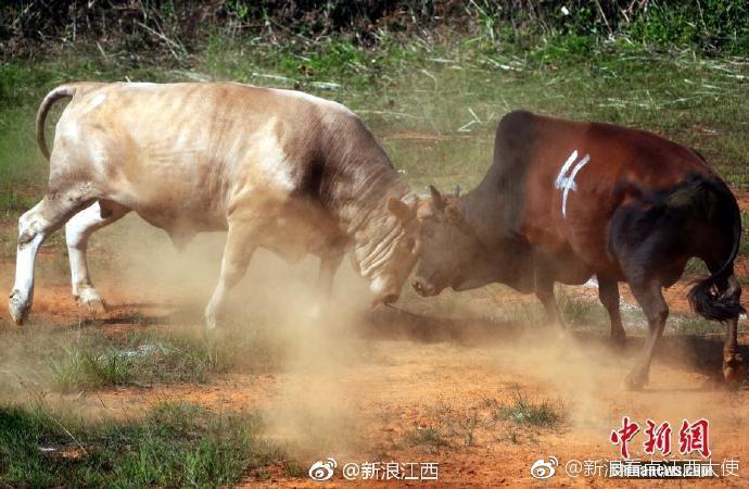 江西高安乡村斗牛现场 场面激烈