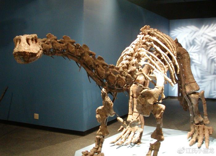古生物学家发现恐龙会得骨髓炎