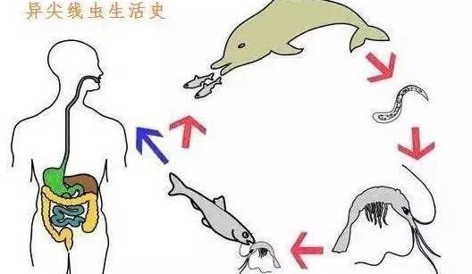 你常吃的这些鱼 可能有寄生虫! 目前暂无特效药!