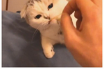 猫咪拍照一副很凶的表情,每次天生都像欠它团长干一样,哈哈笑喷表情荒我们小鱼包古呢图片